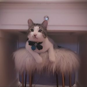 Meet your Posher, Nilgun